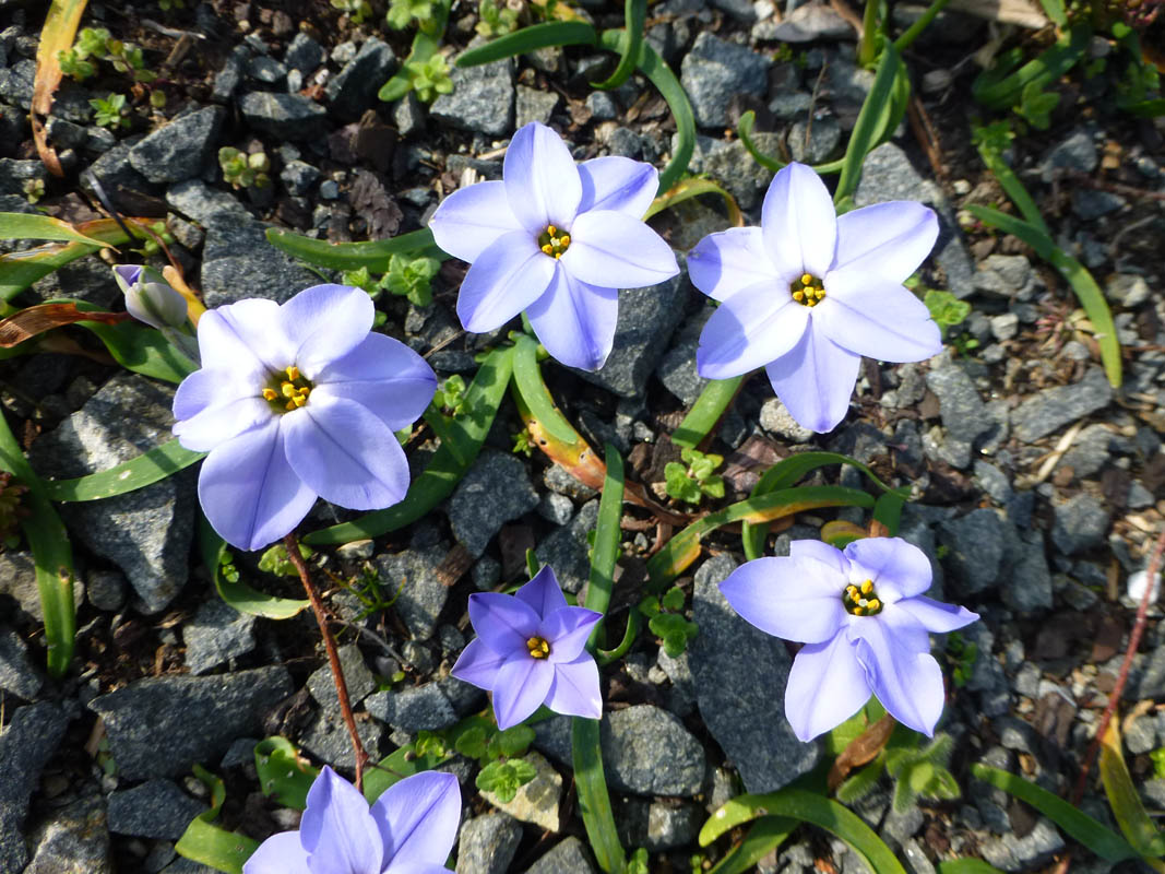 Ipheion uniflorum 'Rolf Fiedler' photo